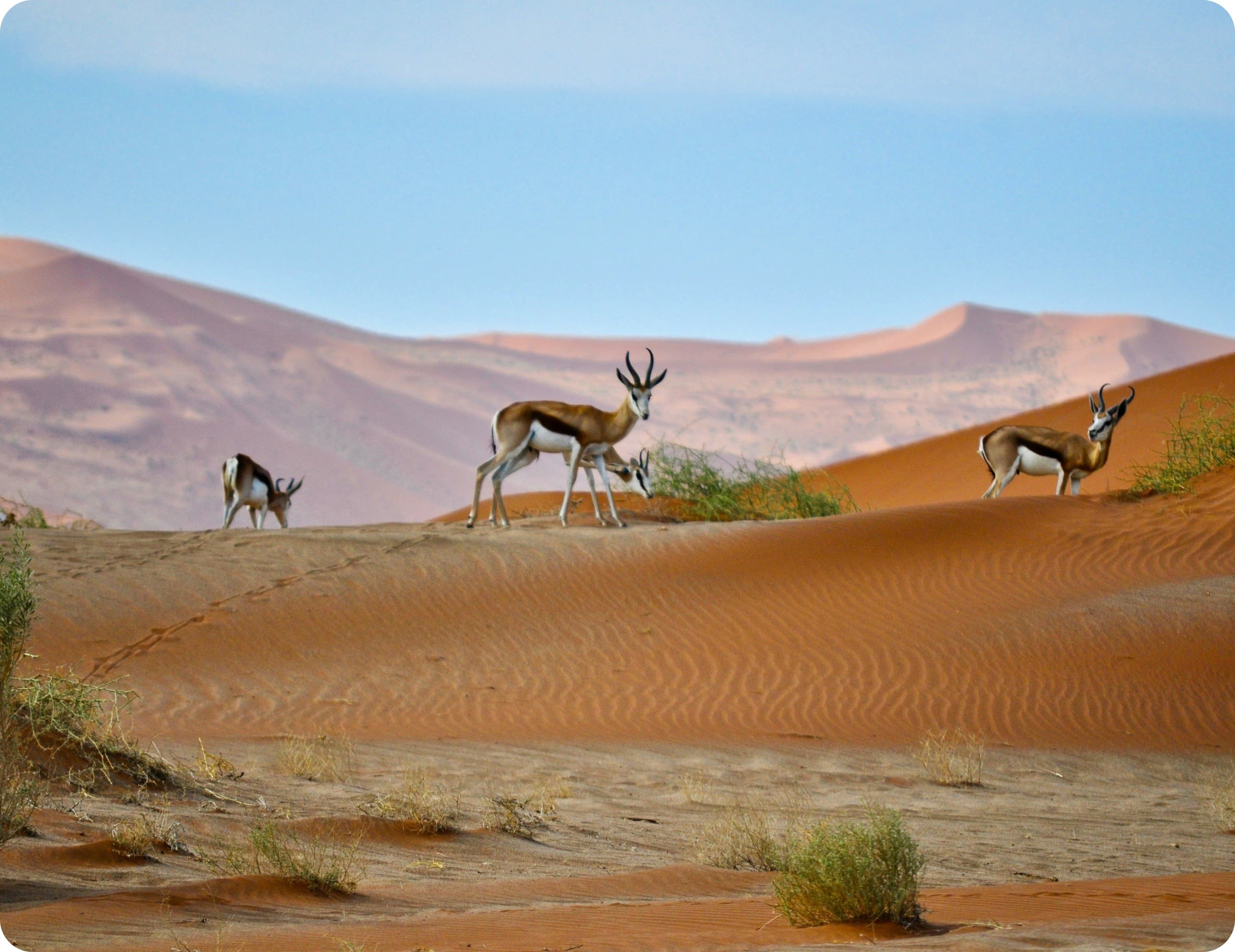 Mobile internet esim Namibia