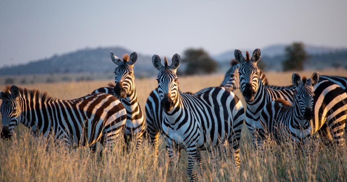 Tanzania and Zanzibar: Safari, Ocean and a Journey Between Two Worlds